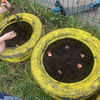 planted bulbs in yellow tyers