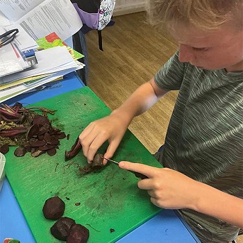 Bachgen yn torri beetroot yn y dosbarth